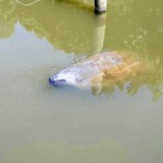 Chessie the manatee (Courtesy of Hank Curtis, Baltimore Sun / July 15, 2011)