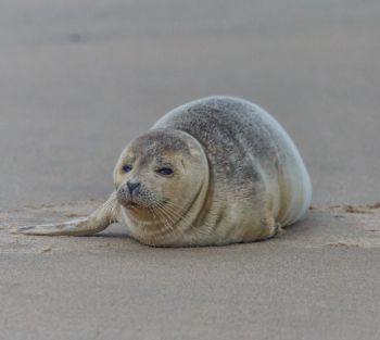 Seal-oc