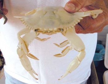 albino_crab