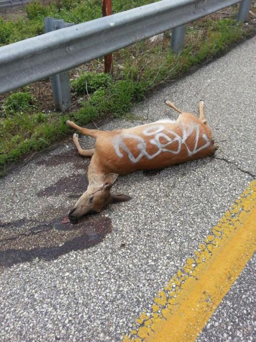 deer-graffiti