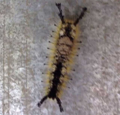 caterpillar with human face