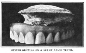 oysterteeth